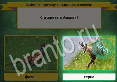 игра Выбирайка ответ на Уровень 5470