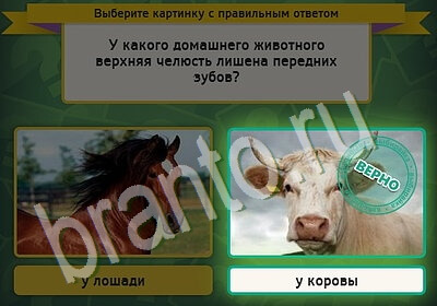 Выбирайка игра ответы Уровень 5513