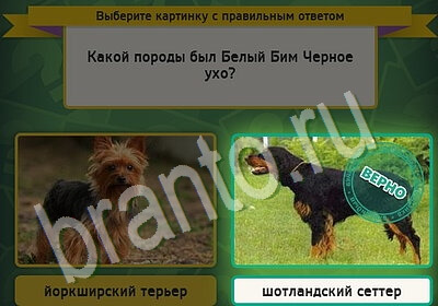 Одноклассники Выбирайка ответы Уровень 5528