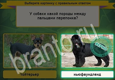 ответы на игру в одноклассниках Выбирайка Уровень 5586