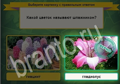 ответы на игру Выбирайка в одноклассниках Уровень 5611