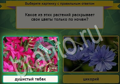 Одноклассники Выбирайка ответы Уровень 5678