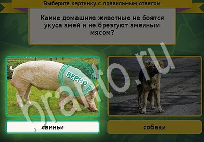 игра Выбирайка ВК помощь Уровень 5699