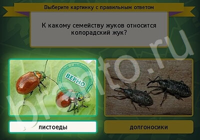 решебник на игру Выбирайка Уровень 5801