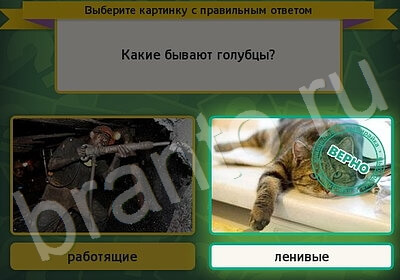 Выбирайка решения Уровень 5832