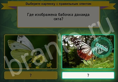 Выбирайка решения Уровень 5902