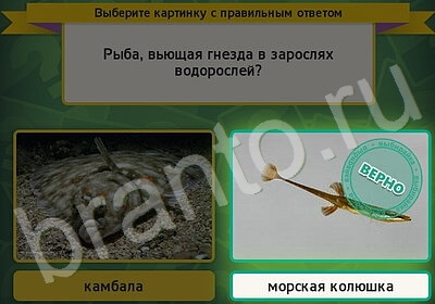 Выбирайка игра ответы Уровень 5933