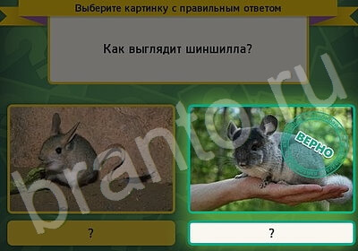 Подсказки на игру Выбирайка Уровень 5942