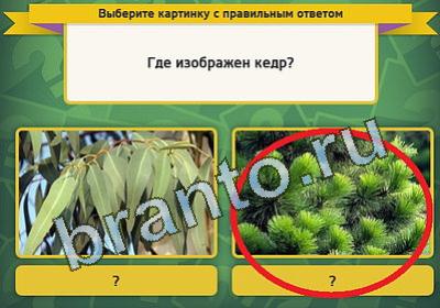 Игра Выбирайка подсказки Уровень 568