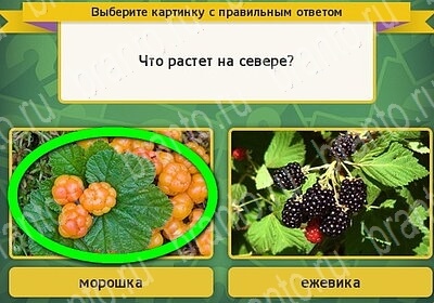 Выбирайка ответы в картинках Уровень 6116