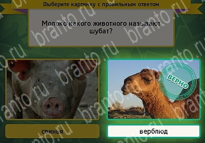 игра Выбирайка ответ на Уровень 6220