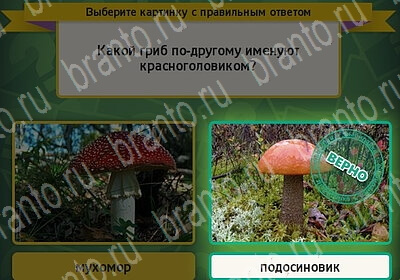 Выбирайка игра помощь Уровень 6265