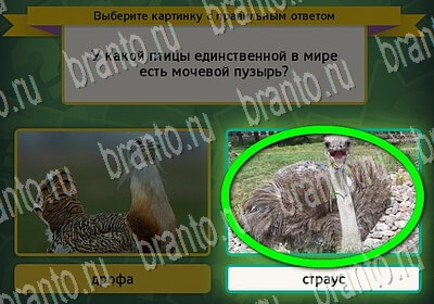 решебник на игру Выбирайка Уровень 6341