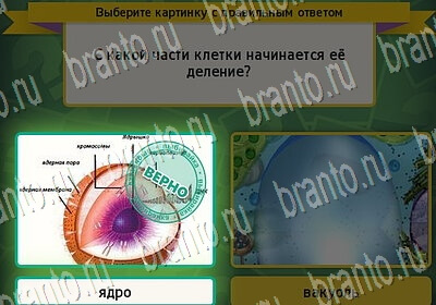 Выбирайка решения Уровень 6552