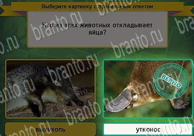 игра Выбирайка помощь Уровень 6709