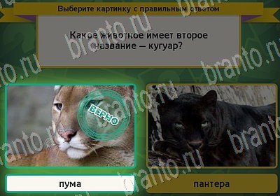 Выбирайка ответы в картинках Уровень 6986