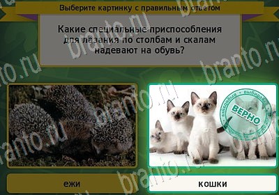 игра Выбирайка ответ на Уровень 7180