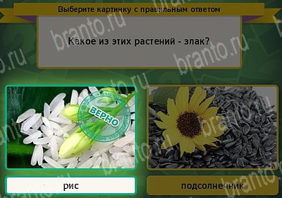 Игра Выбирайка Одноклассники подсказки Уровень 7288