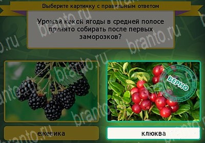 Выбирайка игра помощь Уровень 7365