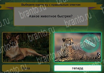 игра Выбирайка ответ на Уровень 7490