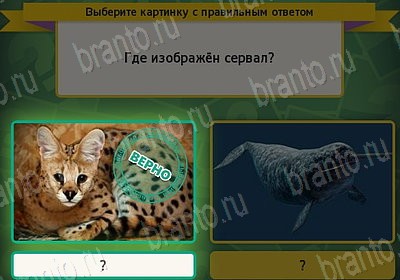 Выбирайка решения Уровень 7612