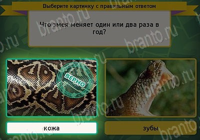 Игра Выбирайка Одноклассники подсказки Уровень 7678