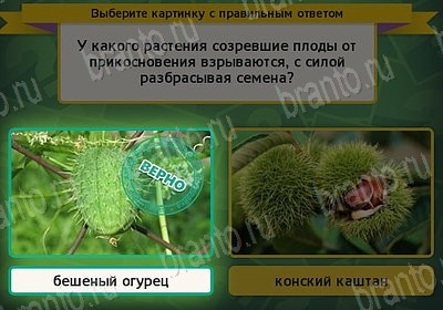 ответы на игру в одноклассниках Выбирайка Уровень 7776