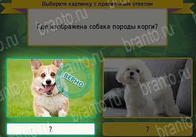 Выбирайка решения Уровень 7782