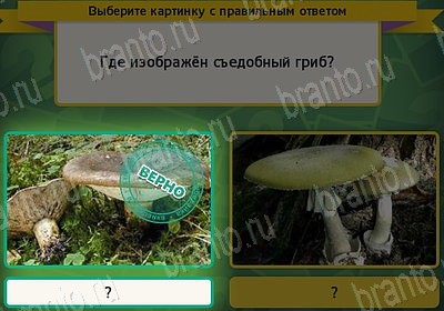 игра Выбирайка ВК помощь Уровень 7799