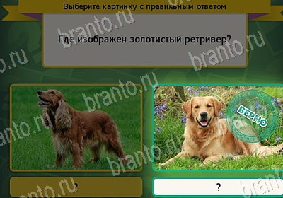 Игра Выбирайка ответы Уровень 7817