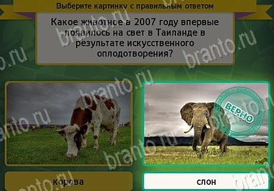 Игра Выбирайка подсказки Уровень 7848
