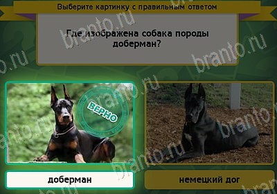 Одноклассники Выбирайка ответы Уровень 8138