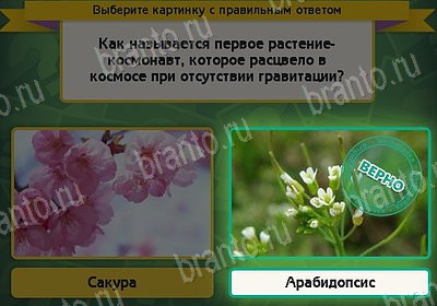 Подсказки на игру Выбирайка Уровень 8222