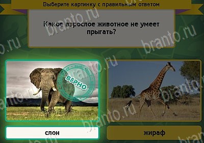 игра Выбирайка ответ на Уровень 8270