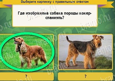 Выбирайка решения Уровень 8332