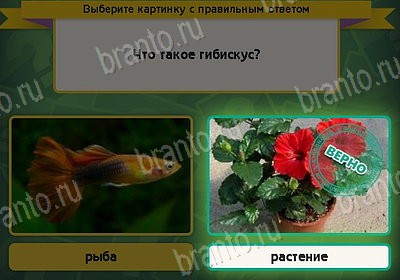 игра Выбирайка ответ на Уровень 8530