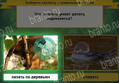 Выбирайка игра подсказки Уровень 8904