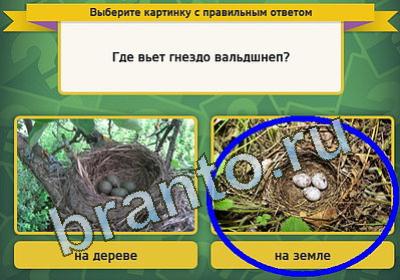 Выбирайка игра подсказки Уровень 1064