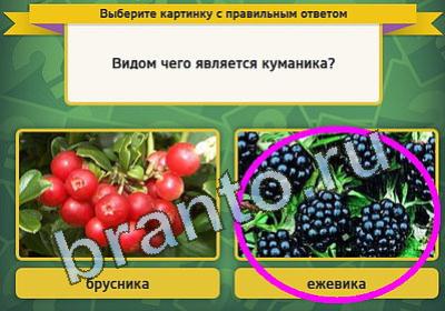 игра Выбирайка ответ на Уровень 1170
