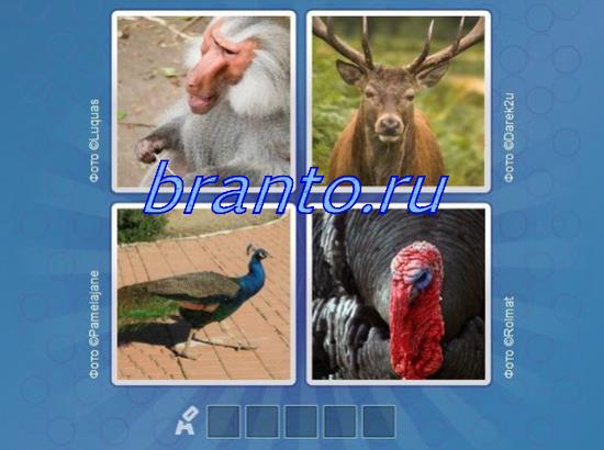 Ответы в игре 4 картинки одно слово, 270: сова, рыба, телёнок и краб