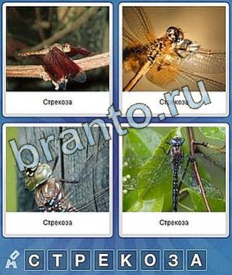 Что за слово ответы 8 букв насекомое с крыльями