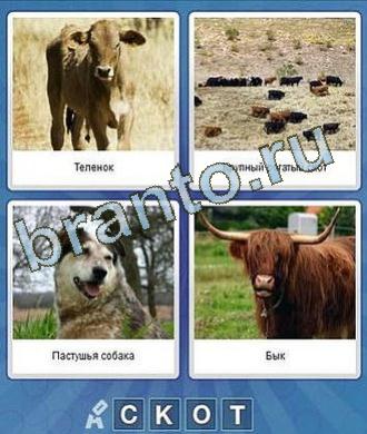 Что за слово 4 буквы подсказки: теленок корова, стадо, собака, бык