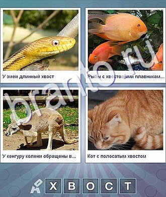 Ответы на все уровни Что за слово: желтая змея, рыбка, кенгуру, рыжий кот