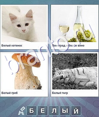 котенок, бутылка вина и виноград, гриб, тигр