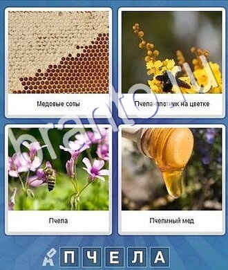 прохождение игры что за слово 5 букв: соты, мёд, пчела, шмель