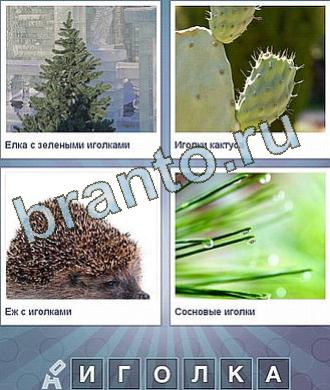 ответы в картинках: елка, кактус, ежик и какое-то растение