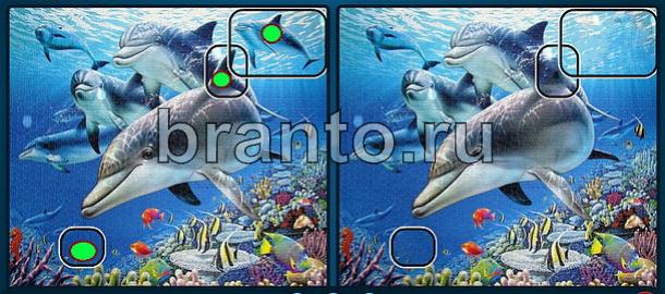 Найдите отличия игра ответы Уровень 591 дельфины