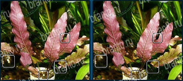 Найдите отличия помощь в картинках Уровень 1342