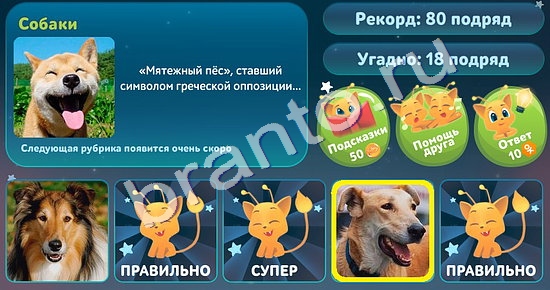 Игра 101 картинка животные уровень 70