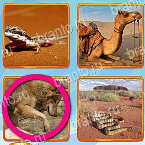 игра Что лишнее ответы в контакте уровень 186